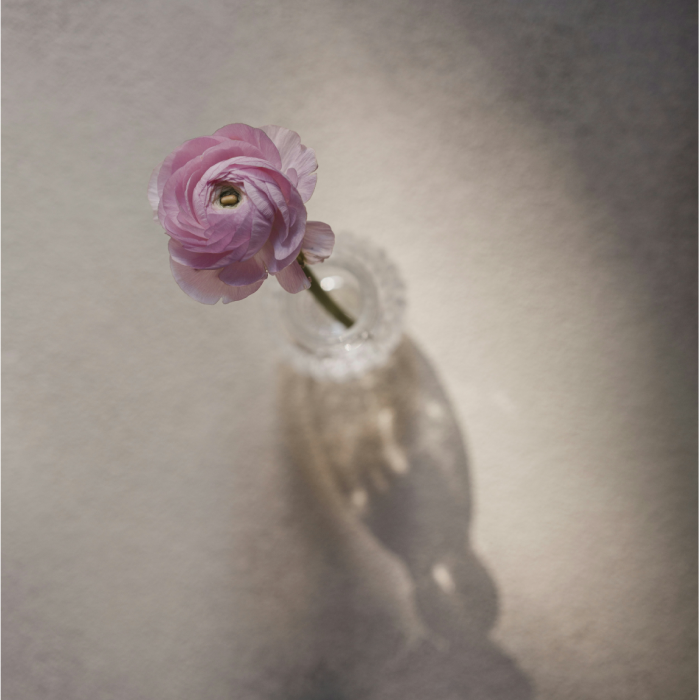 Ranunculus