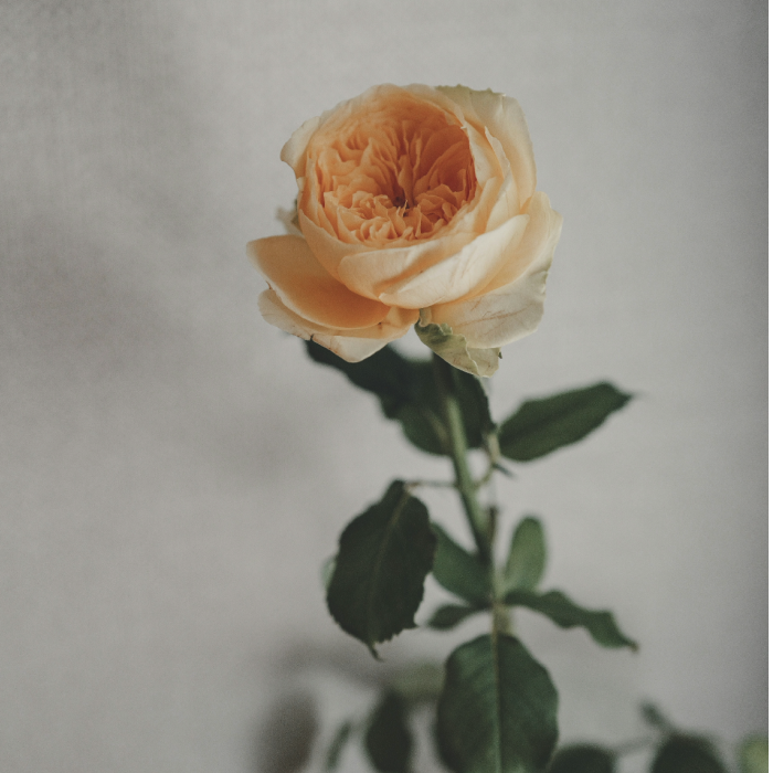 Garden Rose