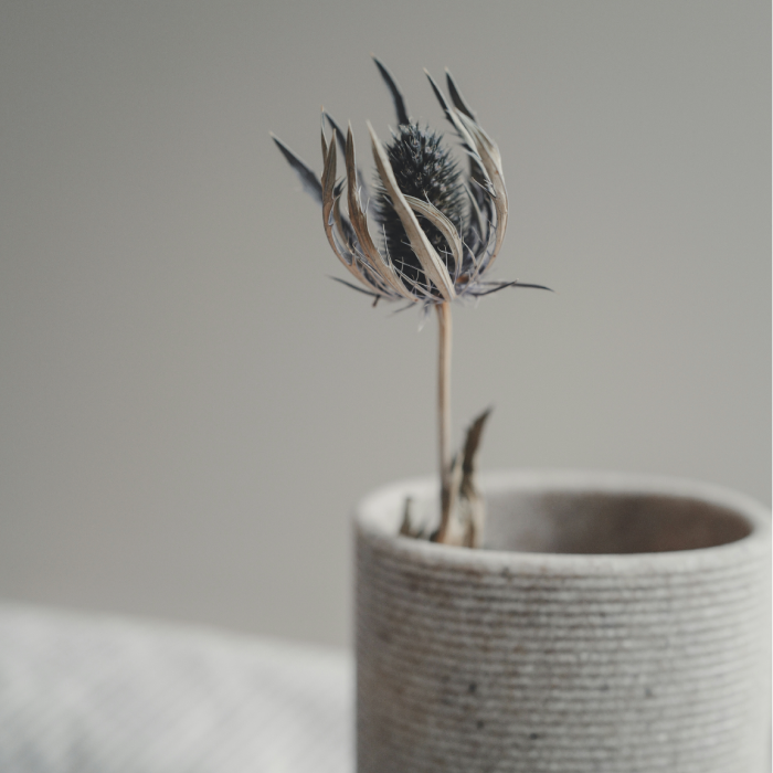 Sea Holly